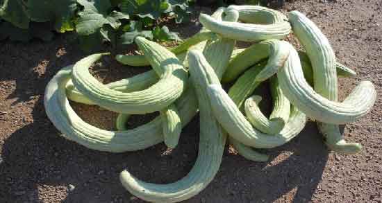 خواص خیار چنبر برای جنین و خاصیت مصرف خیار چنبر برای حفظ سلامتی جنین خواص خیار چنبر برای جنین ؛ خاصیت مصرف خیار چنبر برای حفظ سلامتی جنین