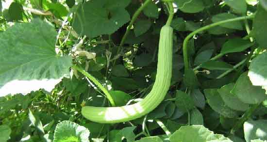 خواص خیار چنبر برای معده و بهبود هضم غذا با خوردن خیار چنبر خواص خیار چنبر برای معده ؛ بهبود هضم غذا با خوردن خیار چنبر