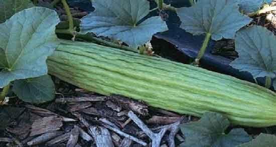 خواص خیار چنبر رسیده ؛ فواید خوردن خیار چنبر رسیده برای سلامتی