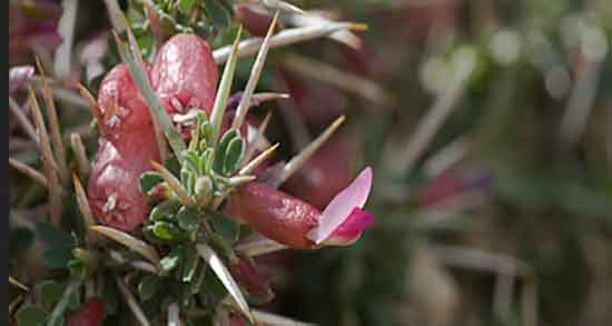 خواص داروی گیاهی گنجه ؛ ایا خوردن گیاه گنجه برای لاغری بدن مفید است