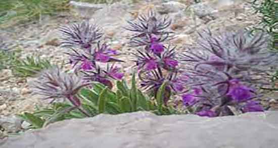 خواص درمانی گل کوفته ؛ فواید مصرف گل کوفته برای درمان کبد چرب