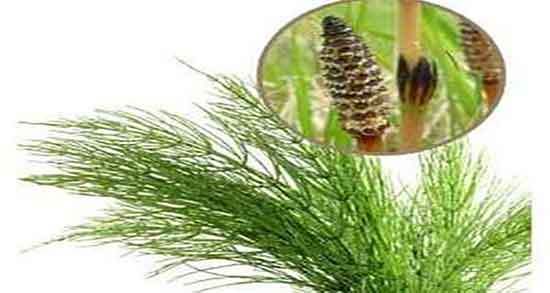 خواص دم اسب برای رحم ؛ فواید مصرف دم اسب برای درمان عفونت رحم