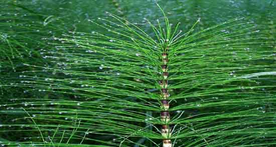 خواص دم اسب برای مو ؛ فواید مصرف گیاه دم اسب برای پوست و مو