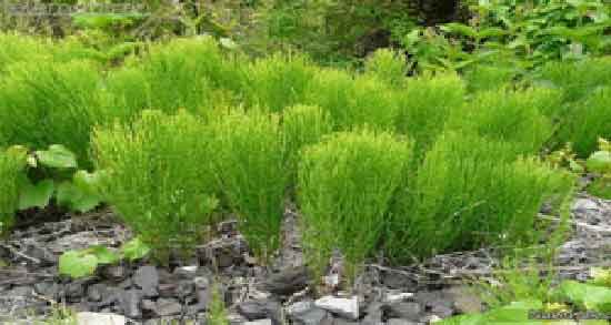 خواص دم اسب در طب سنتی ؛ فواید مصرف دم اسب نظر طب سنتی