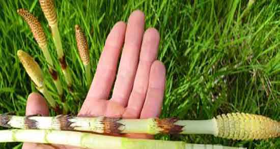 خواص دم اسب صحرایی ؛ فواید مصرف دم اسبی صحرایی برای معده