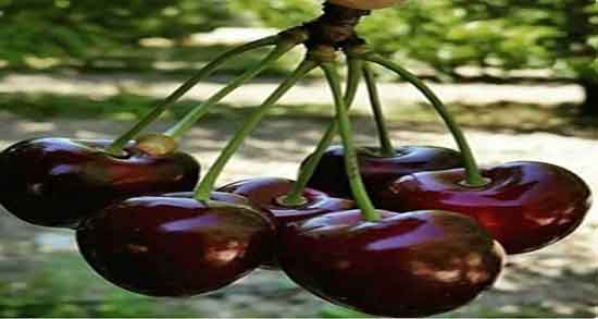 خواص دم کرده دم گیلاس ؛ ایا جوشانده دم گیلاس برای یبوست مفید است