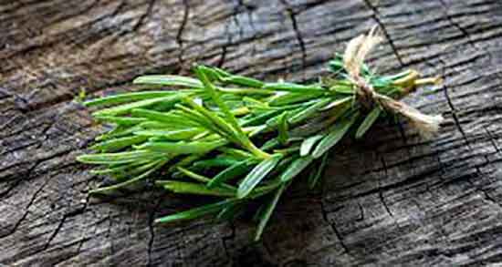 خواص دمنوش رزماری در طب سنتی ؛ مصرف دمنوش رزماری در طب سنتی