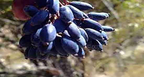 خواص دمنوش زرشک سیاه و عناب و تهیه دمنوش عناب برای کبد چرب خواص دمنوش زرشک سیاه و عناب ؛ تهیه دمنوش عناب برای کبد چرب