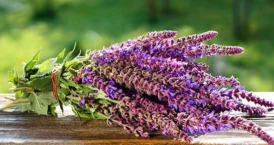 خواص دمنوش مریم گلی در طب سنتی ؛ فواید دمنوش مریم گلی چیه