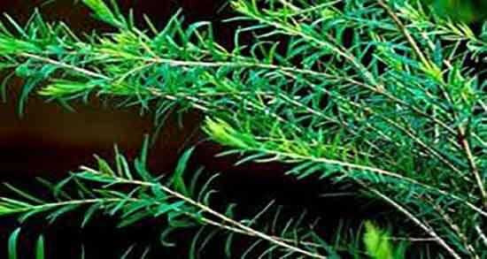 خواص دمنوش کلپوره ؛ فواید مصرف گیاه کلپوره برای رحم نی نی سایت