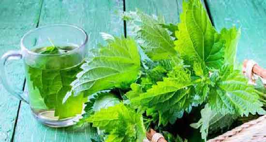 خواص دمنوش گزنه برای زنان و کمک به حفظ سلامت زنان با مصرف دمنوش گزنه خواص دمنوش گزنه برای زنان ؛ کمک به حفظ سلامت زنان با مصرف دمنوش گزنه