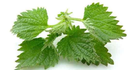 خواص دمنوش گزنه برای لاغری و کاهش وزن با مصرف دمنوش گزنه خواص دمنوش گزنه برای لاغری ؛کاهش وزن با مصرف دمنوش گزنه