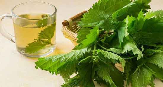 خواص دمنوش گزنه برای پروستات و خاصیت دارویی دمنوش گزنه برای بیماری پروستات خواص دمنوش گزنه برای پروستات ؛ خاصیت دارویی دمنوش گزنه برای بیماری پروستات