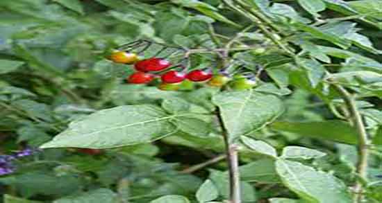 خواص دود تاجریزی ؛ فواید مصرف دود تاجریزی برای درمان سرماخوردگی