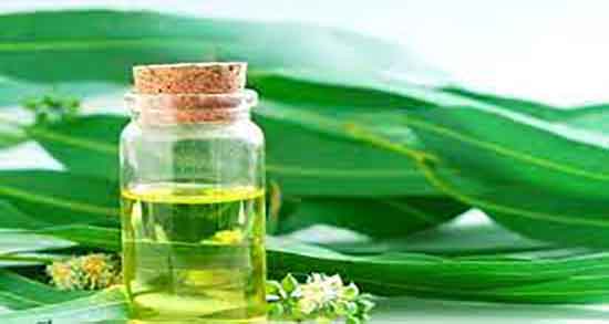 خواص روغن اکالیپتوس برای مو ؛ فواید مصرف روغن اکالیپتوس برای موی سر