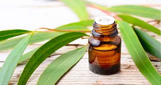 خواص روغن اکالیپتوس برای پوست صورت ؛ روغن اکالیپتوس برای شپش