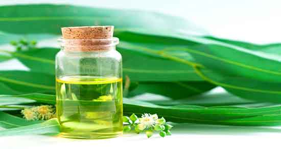 خواص روغن اکالیپتوس ؛ برای پوست و مو و ریش و طریقه مصرف و طرز تهیه