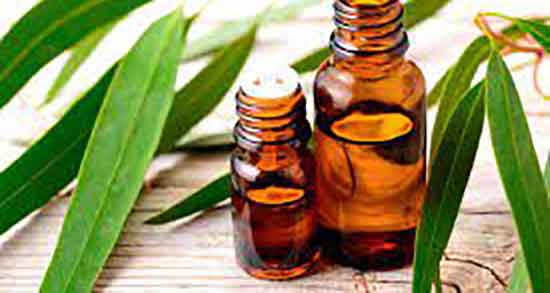 خواص روغن اکالیپتوس چیست ؛ فواید مصرف روغن اکالیپتوس برای بدن