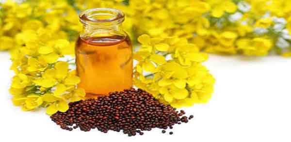 خواص روغن خردل ؛ برای چاقی صورت و لاغری در طب سنتی و نی نی سایت