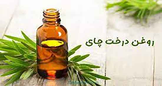 خواص روغن درخت چای برای زگیل تناسلی ؛ درمان زگیل تناسلی با روغن چای