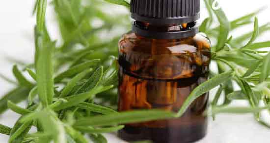 خواص روغن رزماری برای موخوره و روش استفاده از روغن رزماری برای درمان موخوره خواص روغن رزماری برای موخوره ؛ روش استفاده از روغن رزماری برای درمان موخوره