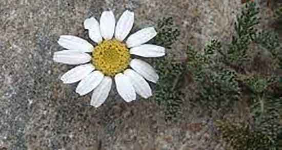 خواص روغن عاقرقرحا ؛ فواید مصرف روغن عاقرقرحا از نظر طب سنتی