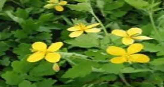 خواص روغن مامیران ؛ ایا روغن مامیران برای ماساژ پوست بدن مفیده