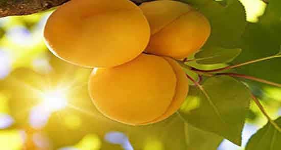 خواص زردآلو برای سنگ کلیه و فواید مصرف زردالو برای درمان سنگ کلیه خواص زردآلو برای سنگ کلیه ؛ فواید مصرف زردالو برای درمان سنگ کلیه