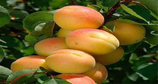 خواص زردآلو برای قلب ؛ استفاده از هسته زردالو برای درمان تپش قلب