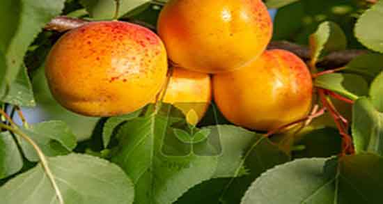 خواص زردآلو برای کبد و فواید مصرف زردالو برای درمان چربی کبد خواص زردآلو برای کبد ؛ فواید مصرف زردالو برای درمان چربی کبد