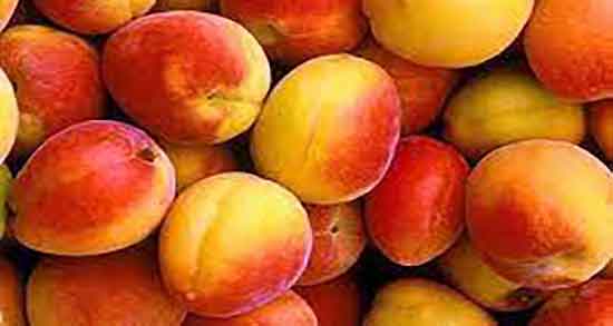 خواص زردآلو برای کرونا ؛ فواید مصرف زردالو برای درمان ویروس کرونا