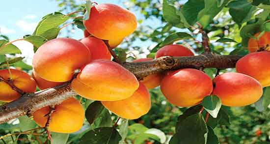 خواص زردآلو و طبع آن ؛ طبیعت زردالو تازه برای بدن سرد است یا گرم