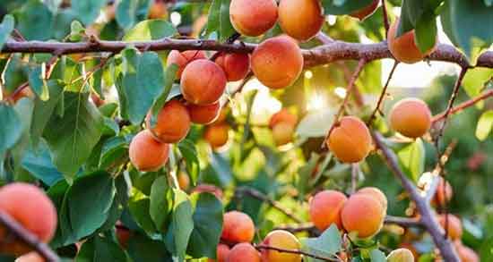 خواص زردآلو و لاغری ؛ ایا مصرف زردالو برای چربی سوزی بدن مفید است