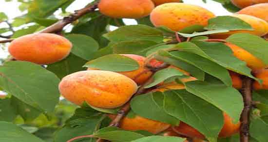 خواص زردآلو و گیلاس و استفاده از برگ زردالو و گیلاس برای کم خونی خواص زردآلو و گیلاس ؛ استفاده از برگ زردالو و گیلاس برای کم خونی