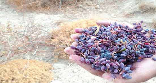 خواص زرشک سیاه برای پوست ؛ فواید زرشک سیاه برای تقویت پوست