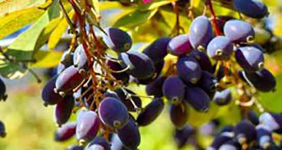 خواص زرشک سیاه در طب سنتی ؛ مصرف زرشک سیاه از نظر طب سنتی