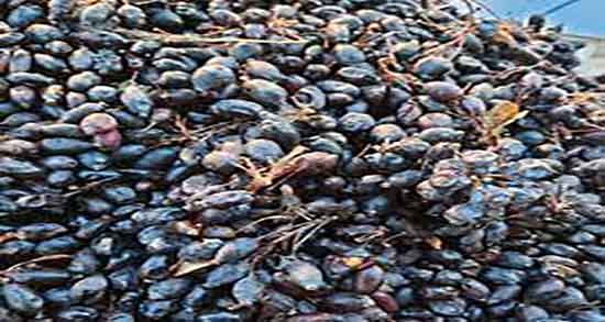 خواص زرشک سیاه هسته دار و فواید مصرف زرشک سیاه هسته دار چیه خواص زرشک سیاه هسته دار ؛ فواید مصرف زرشک سیاه هسته دار چیه