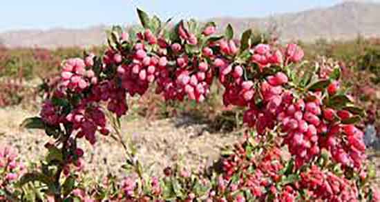 خواص زرشک کوهی با عناب و خاصیت زرشک کوهی با عناب برای کلیه خواص زرشک کوهی با عناب ؛ خاصیت زرشک کوهی با عناب برای کلیه