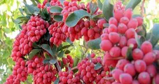 خواص زرشک کوهی برای دیابت ؛ فواید مصرف زرشک کوهی برای قند خون