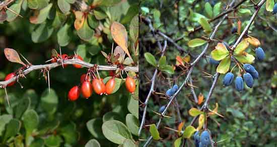 خواص زرشک کوهی ؛ برای غلظت خون و کبد چرب و عناب در طب سنتی