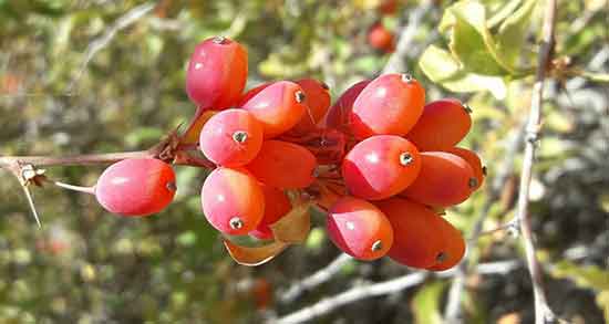 خواص زرشک کوهی برای لاغری و خاصیت زرشک کوهی برای چربی سوزی خواص زرشک کوهی برای لاغری ؛ خاصیت زرشک کوهی برای چربی سوزی