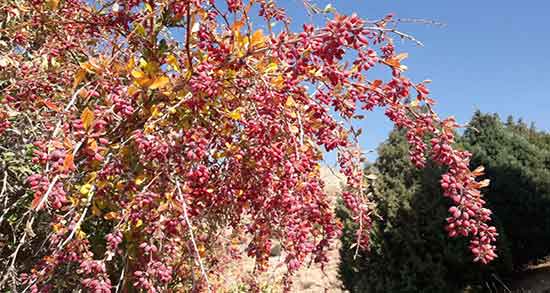 خواص زرشک کوهی برای پوست ؛ ایا زرشک کوهی برای پوست مفیده