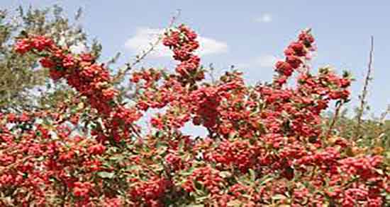 خواص زرشک کوهی برای کبد چرب ؛ فواید زرشک کوهی برای کبد چرب