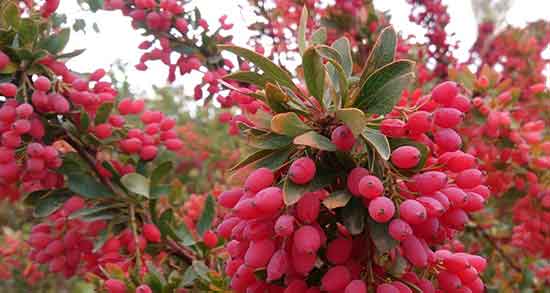 خواص زرشک کوهی چیست ؛ ایا خوردن زرشک کوهی برای بدن مفیده