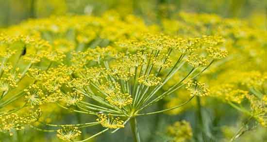 خواص زنیان برای سنگ کلیه ؛ ایا خوردن زنیان برای درمان سنگ کلیه مفیده