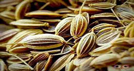 خواص زنیان در طب سنتی ؛ فواید مصرف زنیان از نظر طب سنتی چیست