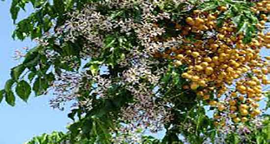 خواص زیتون تلخ برای پوست ؛ ایا زیتون تلخ برای لک های پوستی مفیده