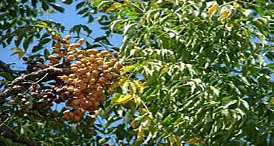 خواص زیتون تلخ در بارداری ؛ فواید مصرف زیتون تلخ در دوران بارداری زنان