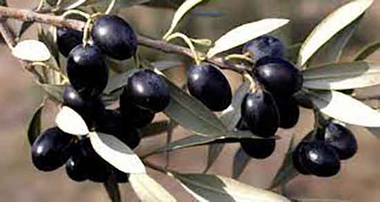 خواص زیتون سیاه خام و فواید ماسک زیتون سیاه برای پوست صورت خواص زیتون سیاه خام ؛ فواید ماسک زیتون سیاه برای پوست صورت