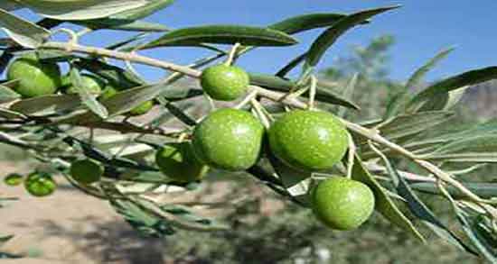 خواص زیتون وحشی برای مو ؛ فواید مصرف زیتون وحشی برای تقویت مو